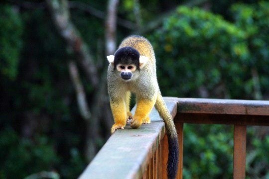 A curious monkey in Monkeyland. By Ian Wilson (Flickr)