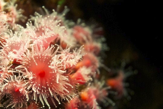A sea anemone. By wonderkris (Flickr)