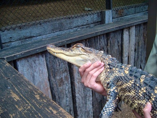 An alligator being held. By PG Palmer (AU) (Flickr)