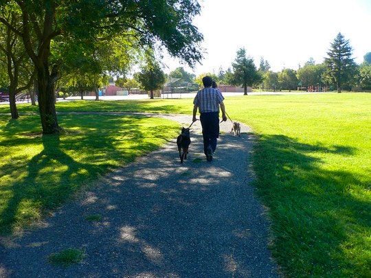 Walk a dog by Bev Sykes (Flickr)