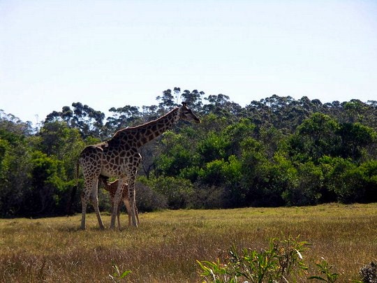 Giraffe calf suckling mother in Kragga Kamma Game Park. By NJRZA (Creative Commons)