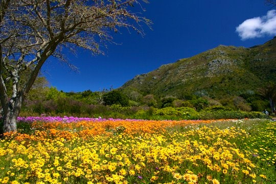 Kirstenbosch flowers. By Derek Keats (Flickr)