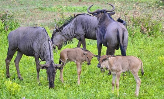 Blue Wildebeest and their calves. By LaertesCTB (Flickr)