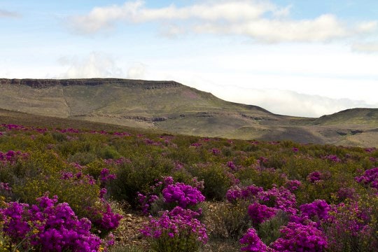 Cederberg flowers. By Jonwade (Flickr)