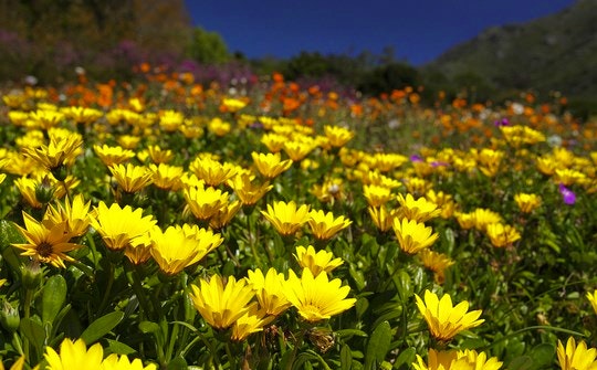 Spring flowers turning to the sun. By Anne Froehlich (Flickr)