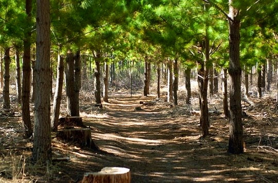 A look at one of the paths in Tokai Forest. By andreavallejos (Flickr)