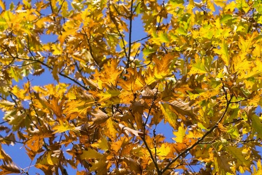 Top Accommodations for Autumn Romance in Limpopo