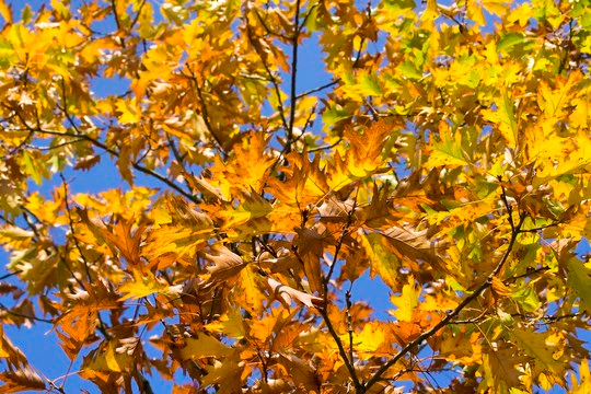 Top Accommodations for Autumn Romance in Limpopo