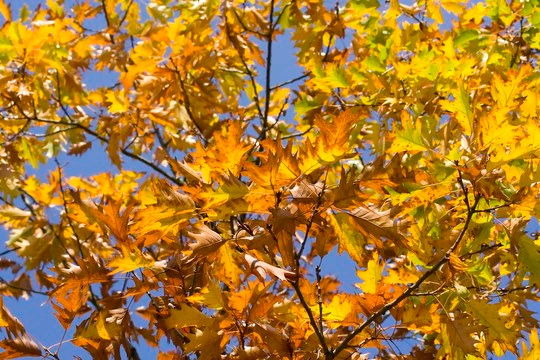 Top Accommodations for Autumn Romance in Limpopo