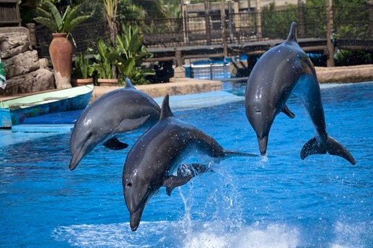 Dolphin Shows at Sea World 