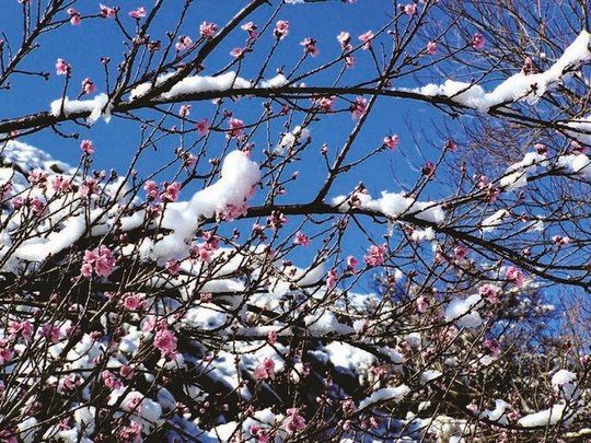 8 Accommodations where you can see Snow in SA