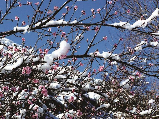 8 Accommodations where you can see Snow in SA