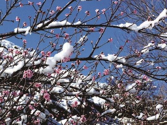 8 Accommodations where you can see Snow in SA