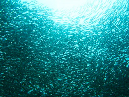 The Greatest Shoal on Earth