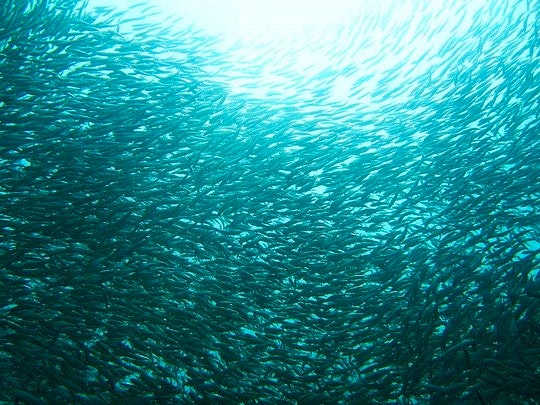 The Greatest Shoal on Earth