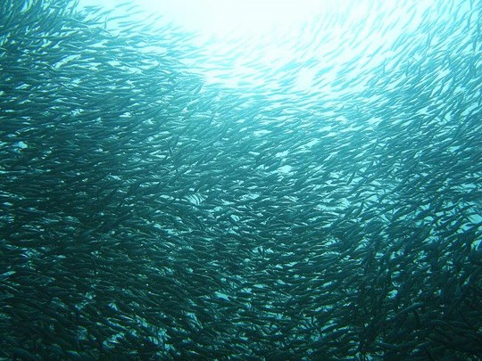 The Greatest Shoal on Earth