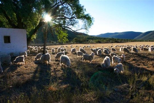 Sheep grazing on grass at Eenzaamheid Holiday Farm (C) TravelGround