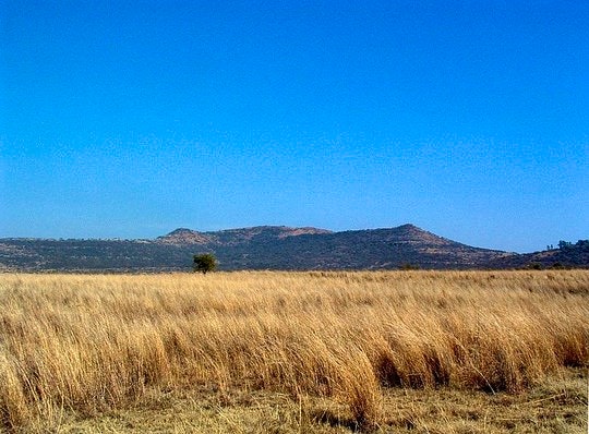 Spioenkop hill in the background. By Tim giddings (Creative Commons)