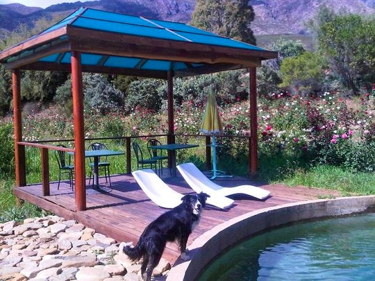 Pet Friendly Accommodation in the Western Cape