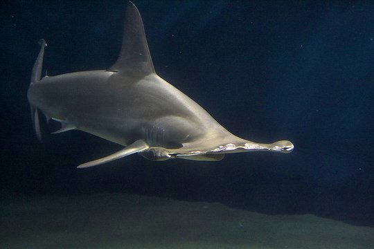 A Hammerhead shark which is predominantly harmless to humans. By suneko (Flickr)