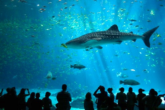 A harmless plankton eating whale shark in an aquarium. By ChristianBier(Creative Commons)