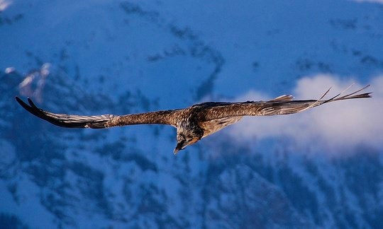 Bone Eating Birds of the ‘berg