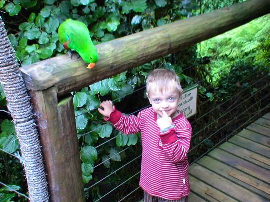 The Best Bird Parks and Sanctuaries to Visit in South Africa