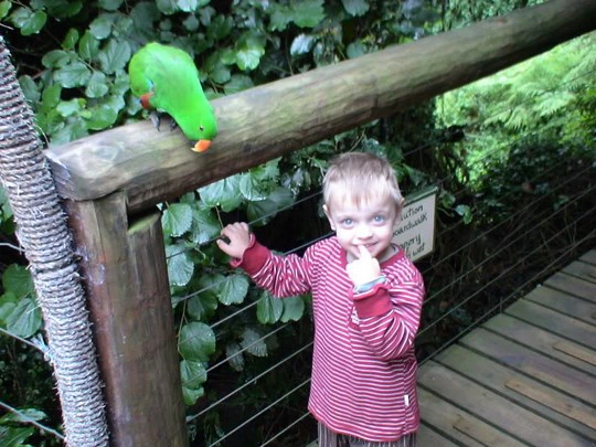 The Best Bird Parks and Sanctuaries to Visit in South Africa