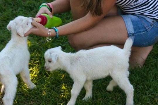 Guests child feeding baby goats at Chane Cheese Farm (C) TravelGround