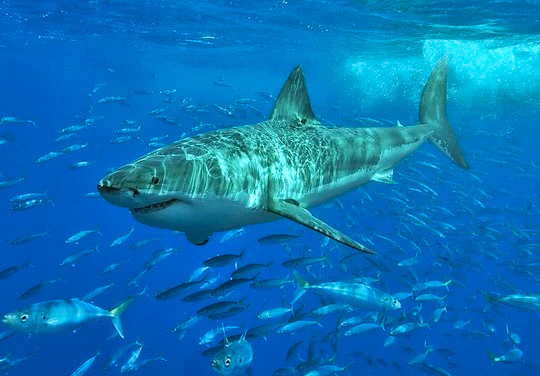 Sharks – fearsome predators or misunderstood aquatic creatures?