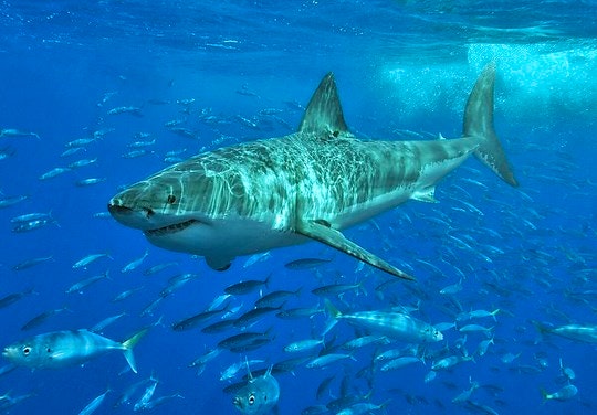 Sharks – fearsome predators or misunderstood aquatic creatures?