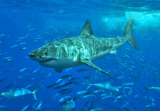 Sharks – fearsome predators or misunderstood aquatic creatures?