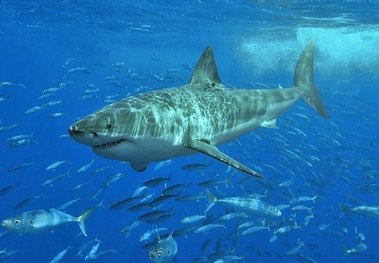 Sharks – fearsome predators or misunderstood aquatic creatures?