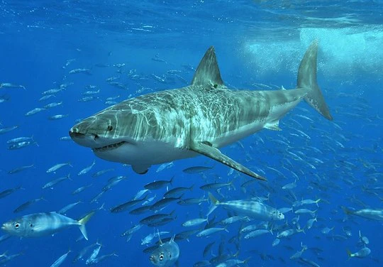 Sharks – fearsome predators or misunderstood aquatic creatures?