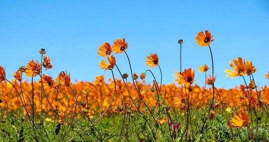 The Blooming Spectacular Namaqualand Wild Flowers