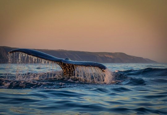 Whale Watching and Eco Tours with Springtide Charters