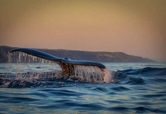 Whale Watching and Eco Tours with Springtide Charters