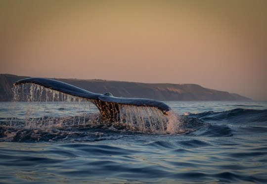 Whale Watching and Eco Tours with Springtide Charters