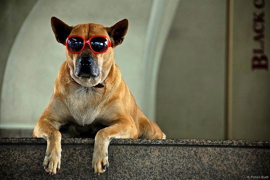 Posing dog. By Rollan Budi (Flickr)