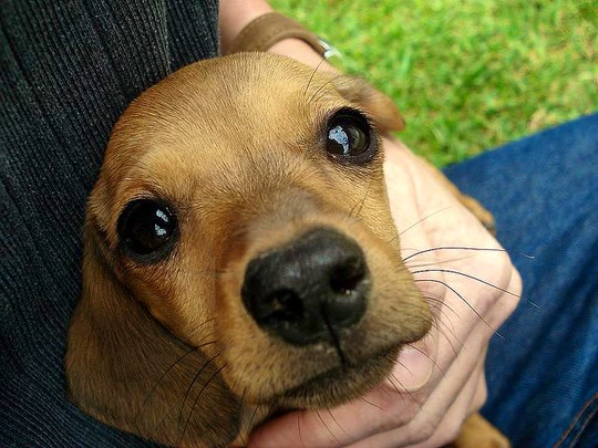 Winter Care for Pets on Holiday