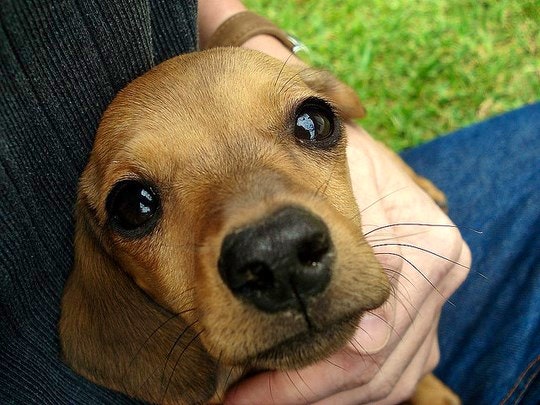 Winter Care for Pets on Holiday