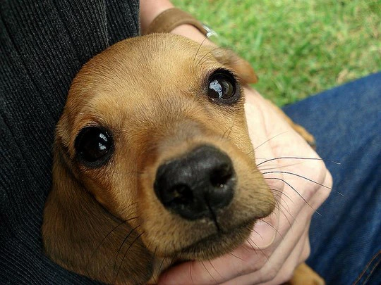 Winter Care for Pets on Holiday