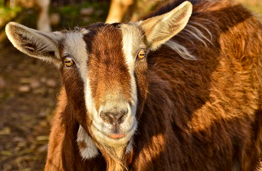 3 Top Farm Stays in South Africa