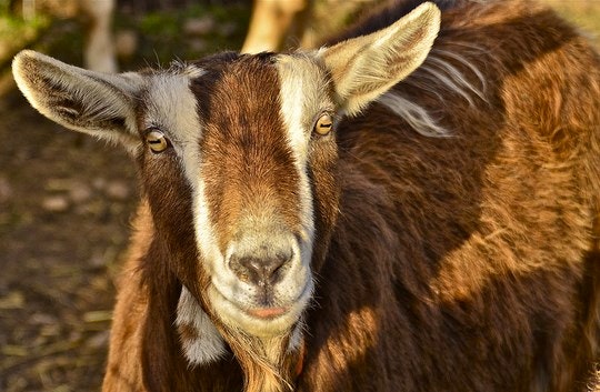 3 Top Farm Stays in South Africa