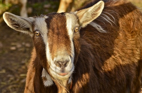 3 Top Farm Stays in South Africa