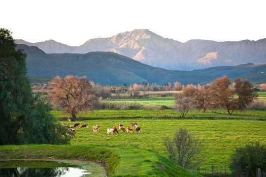 Picturesque rural scene of Surval Boutique Olive Estate main (C) TravelGround