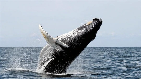 Don’t Miss the 2013 Two Oceans Hermanus Whale Festival in September