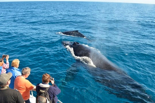 Whale Watching by eGuide Travel (Flickr Creative Commons)