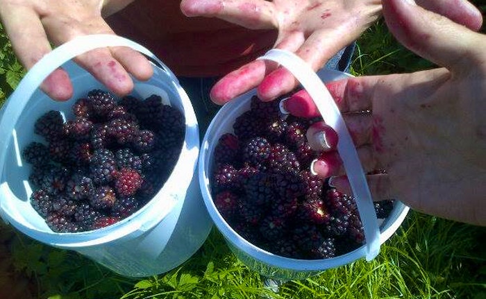 Berry picking at Wildebraam