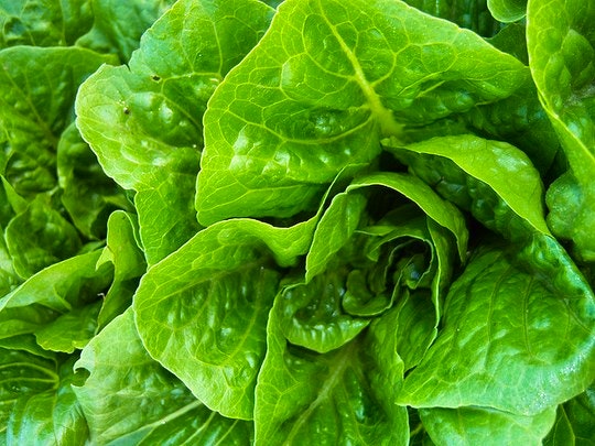 Crunch romain lettuce. By Lawrence farmers market (Flickr)